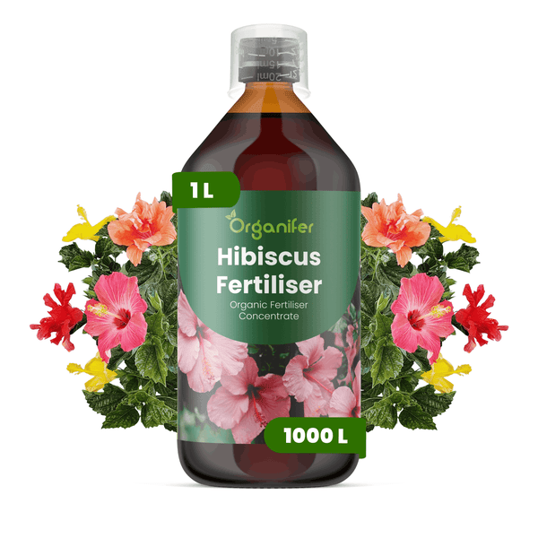 Organifer Hibiskus-Dünger Konzentrat, 1 Liter Flasche, organisch, ergiebig für 1000 Liter Gießwasser.
