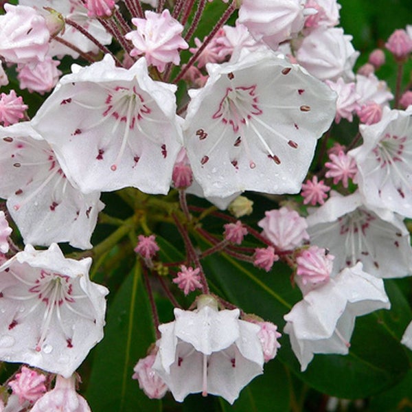 Blüten des Rhododendron maximum