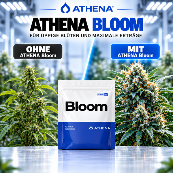Athena Bloom Pflanzendünger in der Verpackung mit Vorher Nachher Vergleich der Blütenbildung für maximale Erträge.