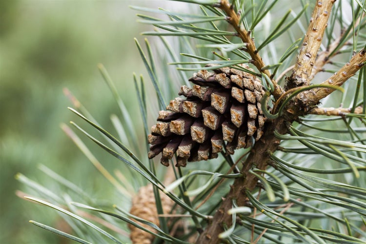 Nahaufnahme eines Kiefernzapfens an einem Ast