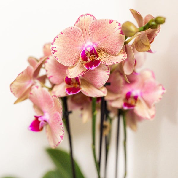 Kolibri Orchids Überraschungsbox Mix Pflanzen-Vorteilsbox Überraschungsbox mit 4 verschiedenen Orchideen 12cm