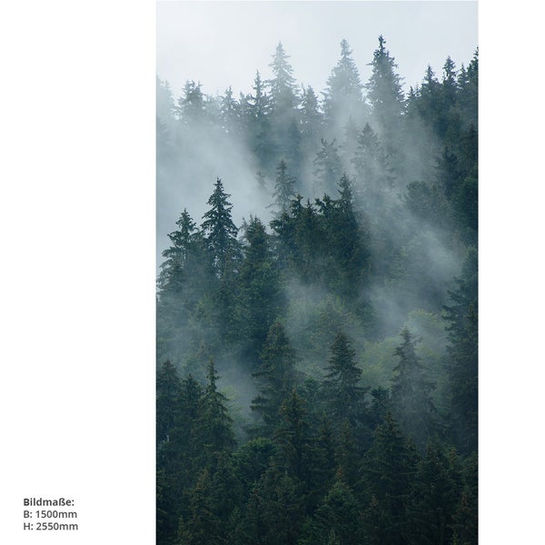 Nadelwald im Nebel