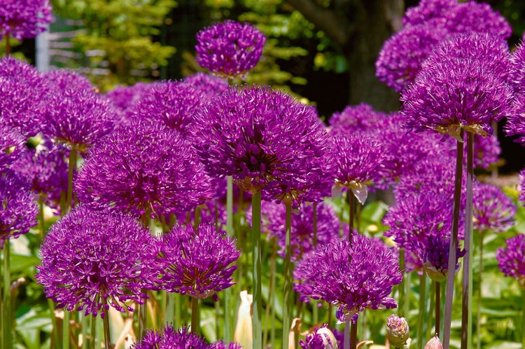 Allium aflatunense 'Purple Sensation', Zierlauch, violett, ca. 11x11 cm Topf