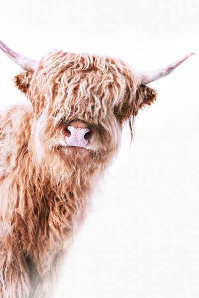 Porträt eines Hochlandrindes mit Hörnern und zotteligem Fell