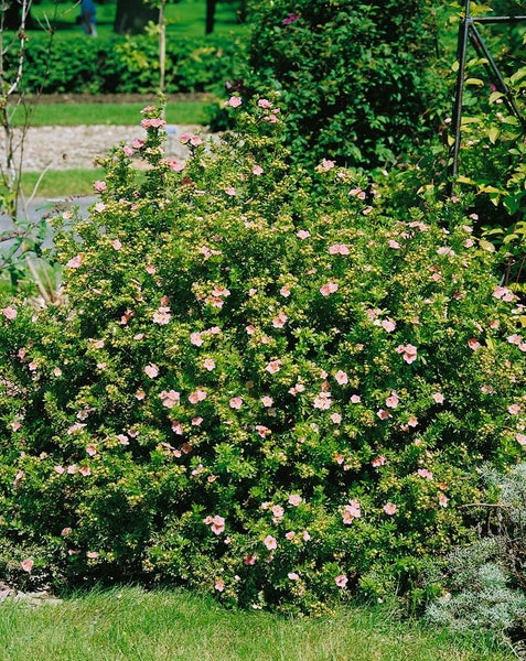 Potentilla 'Rosa', Fingerstrauch, rosa Blüten, ca. 9x9 cm Topf