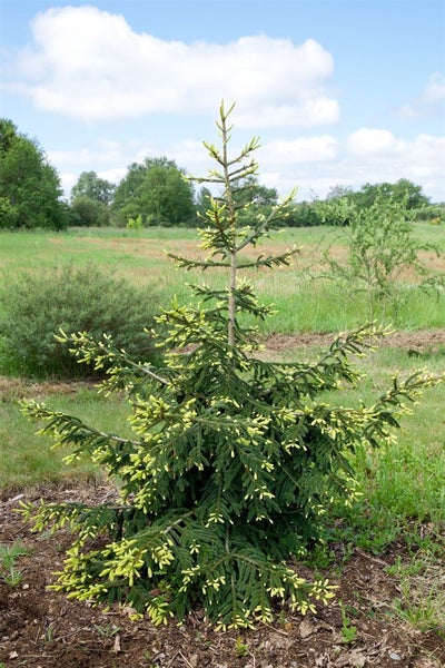 Picea orientalis 'Aureospicata', Orientalische Fichte, goldene Triebe, 60 cm