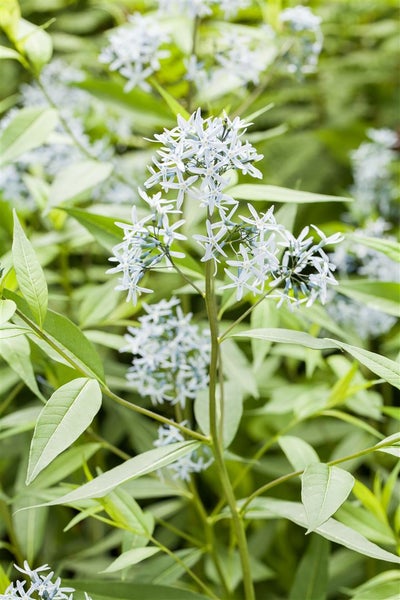 Amsonia tabernaemontana, Blaustern, ca. 9x9 cm Topf, blau blühend