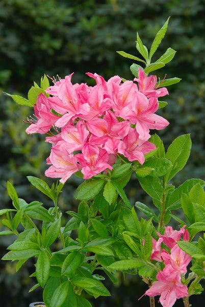 Rhododendron luteum 'Josephine Klinger', gelb, 40–50 cm