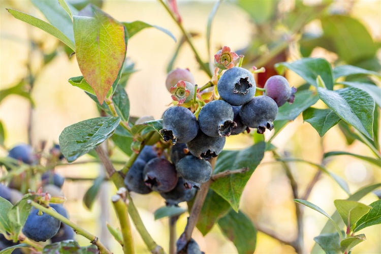 Reife Heidelbeeren an einem Strauch im Garten
