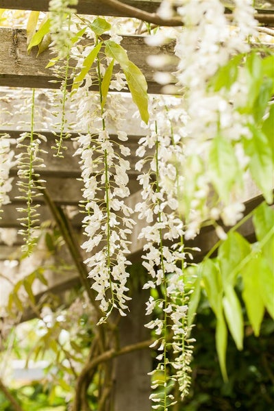 Wisteria sinensis 'Alba', Chinesischer Blauregen, weiß, 150–200 cm