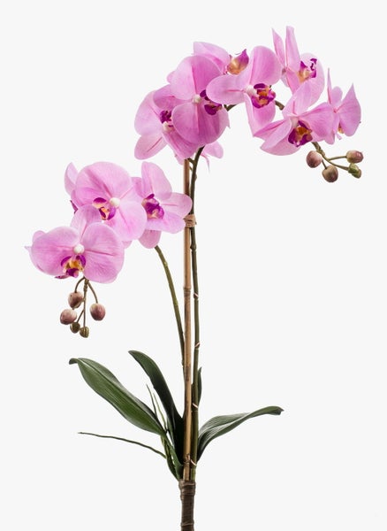 Orchidee Phalaenopsis mit rosa Blüten, Knospen, grünen Blättern und einem Bambusstab.