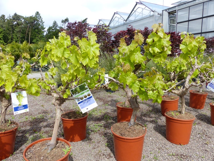 Mehrere junge Weinreben mit hellgrünen Blättern in Kunststofftöpfen mit Informationsetiketten in einem hellen, organisierten Gartencenter.