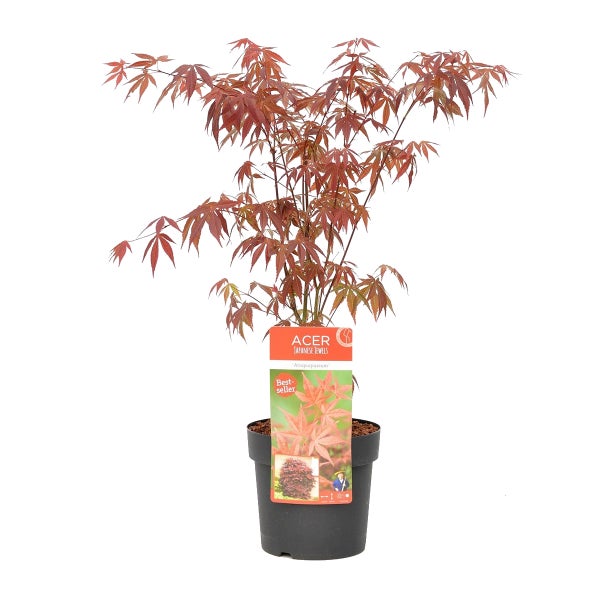 Acer palmatum 'Atropurpureum' - Japanischer Ahorn - Strauch - Winterhart – ⌀19 cm - ↕55-65 cm