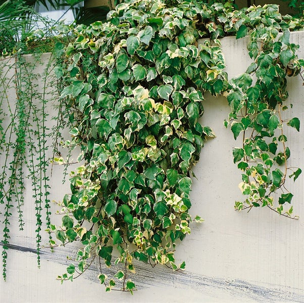Hedera algeriensis 'Gloire de Marengo', Efeu, grün-weiß, 60–100 cm