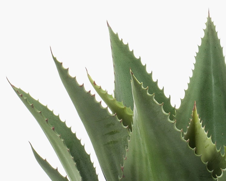Nahaufnahme einer Agave mit fleischigen grünen Blättern und gezackten Rändern.