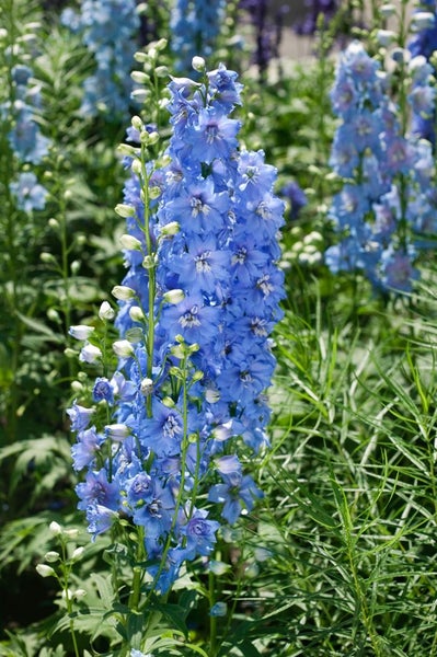 Delphinium x elatum 'Merlin', Rittersporn, blauviolett, ca. 11x11 cm Topf