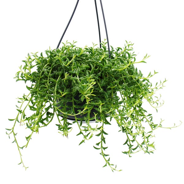 Senecio peregrinus Delphin-Pflanze Delfinhalskette sukkulente Ampelpflanze 14cm Ampel hängend