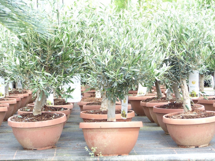 Olivenbaum Bonsai 70 - 90 cm Formgehölz, Olive winterhart, Olea europaea