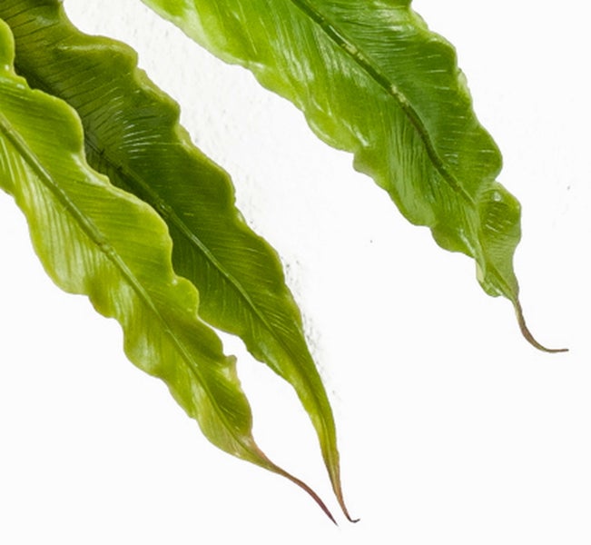 Detailaufnahme der grünen gewellten Blätter eines Nestfarns Asplenium nidus