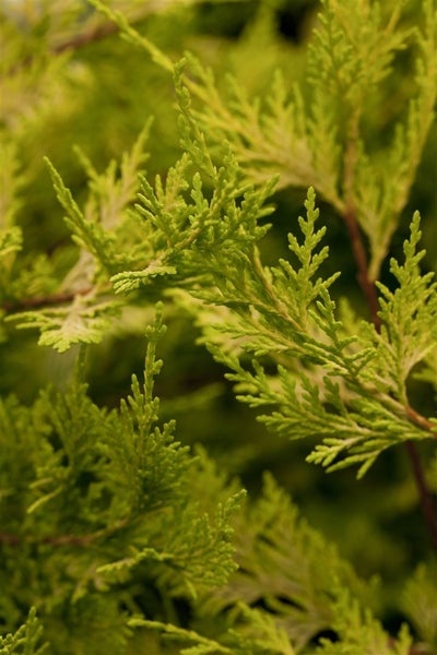 Cupressocyparis leylandii 'Castlewellan Gold', goldgrün, 100–125 cm