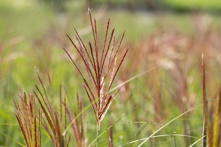Ziergras im Garten