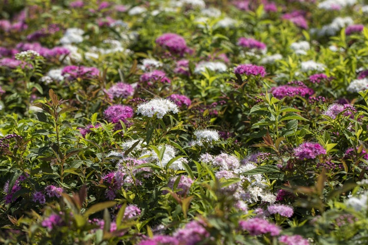 Nahaufnahme von Spirea-Blüten