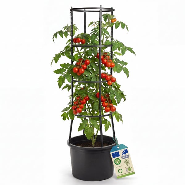 Tomatenpflanze in einem runden Kunststofftopf mit einer kreisförmigen Tomatenrankhilfe als Stütze