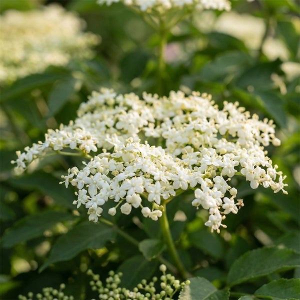 Holunderblüte Sambucus nigra mit kleinen weißen Blüten und grünen Blättern.
