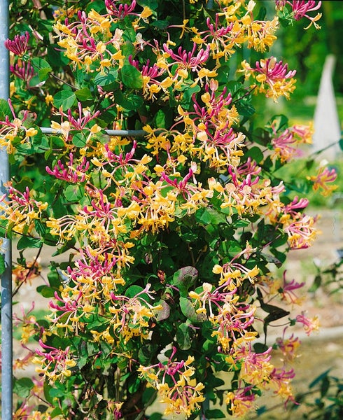 Lonicera caprifolium, Jelängerjelieber, 100–150 cm, duftend