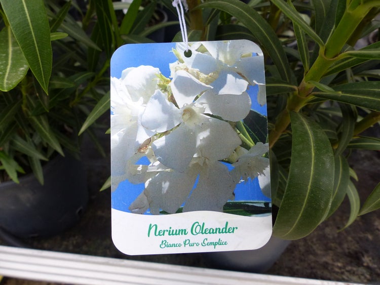 Pflanzenetikett für Nerium Oleander mit weißen Blüten.