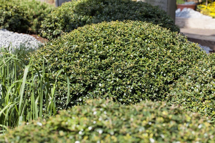 Ilex crenata 'Green Lustre', Japanische Stechpalme, immergrün, 20–25 cm