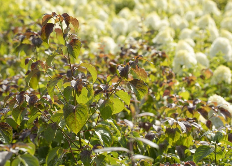 Cornus controversa, Etagen-Hartriegel, 80–100 cm, auffällige Wuchsform