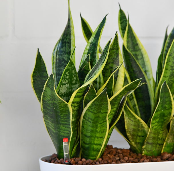 Büropflanzen Hydro Set Sideboard Sansevieria | 3er Hydrokultur Set mit Pflanzgefäß in weiß mit Gießhilfe| pflegeleichte Zimmerpflanzen