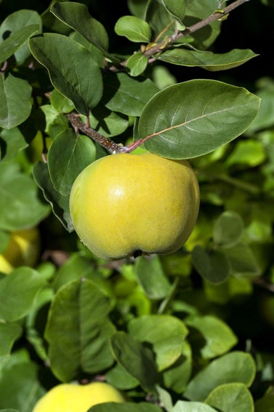 Cydonia 'Konstantinop.Apfelquitte', Apfelquitte, 150–200 cm