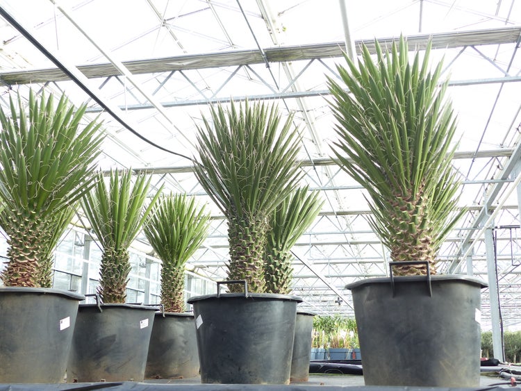 Yucca Palme Filifera, 90 cm, Stamm 20 - 30 cm Tambasi Yucca, winterhart -13 Grad