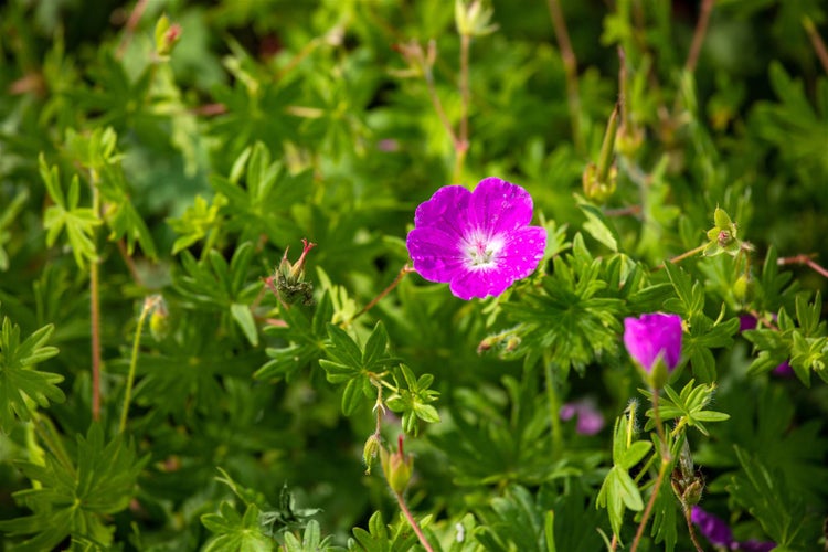 Geranium sanguineum 'Elsbeth', Blutstorchschnabel, pink, ca. 9x9 cm Topf