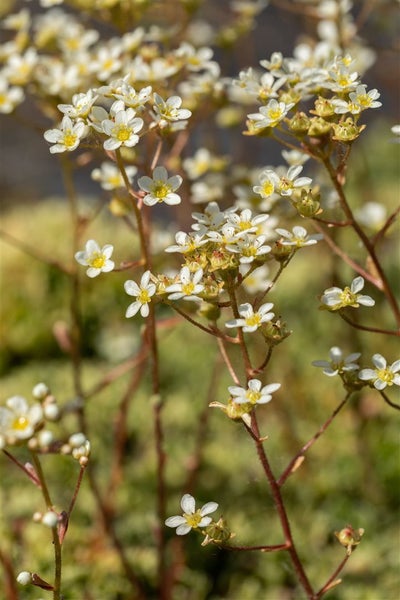 Saxifraga paniculata, Steinbrech, ca. 9x9 cm Topf, immergrün