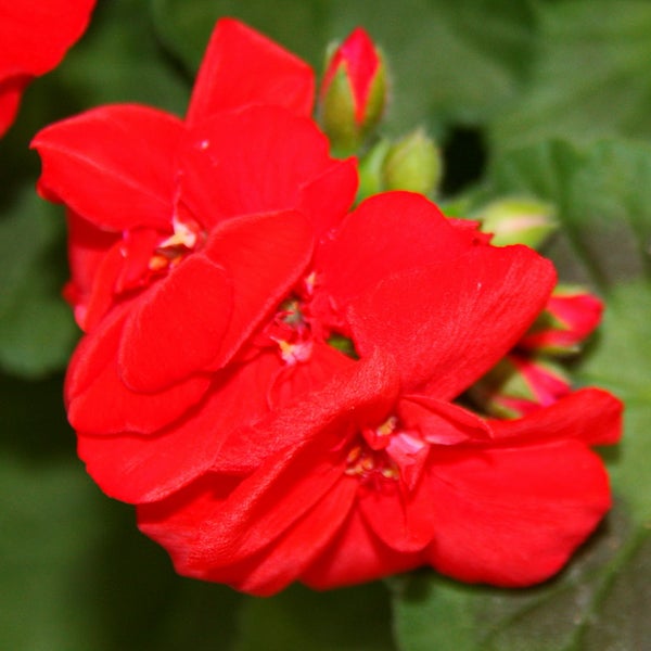 Geranien stehend - Pelargonium zonale - 12cm Topf - Set mit 3 Pflanzen - hellrot