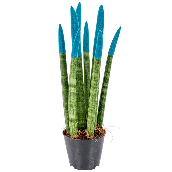 Bloomique - Sansevieria Velvet Touch - Schwiegermutterzunge - Bogenhanf - Zimmerpflanzen - Luftreinigend - Sehr pflegeleicht - 20-30 cm Hoch - Topf 9 cm