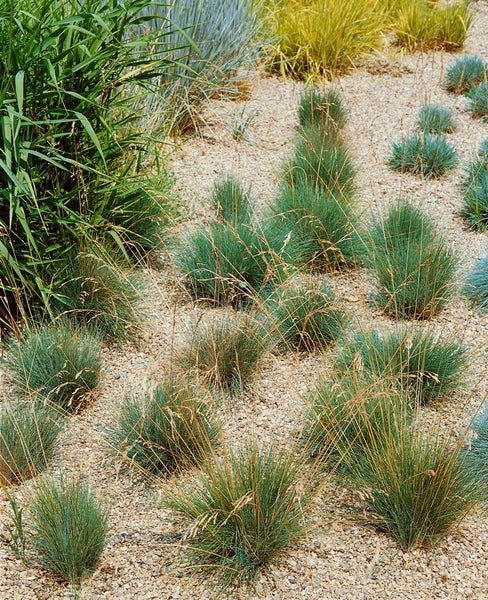Festuca amethystina, Blauschwingel, ca. 9x9 cm Topf