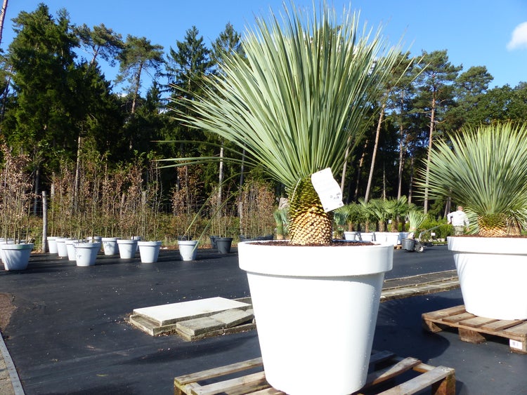 Yucca Rostrata 190 cm, Stamm 32 cm Pflanzkübel Ø80 cm weiß winterhart