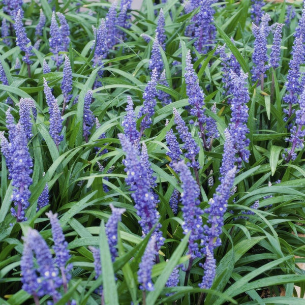 Nahaufnahme von Traubenlilien im Garten