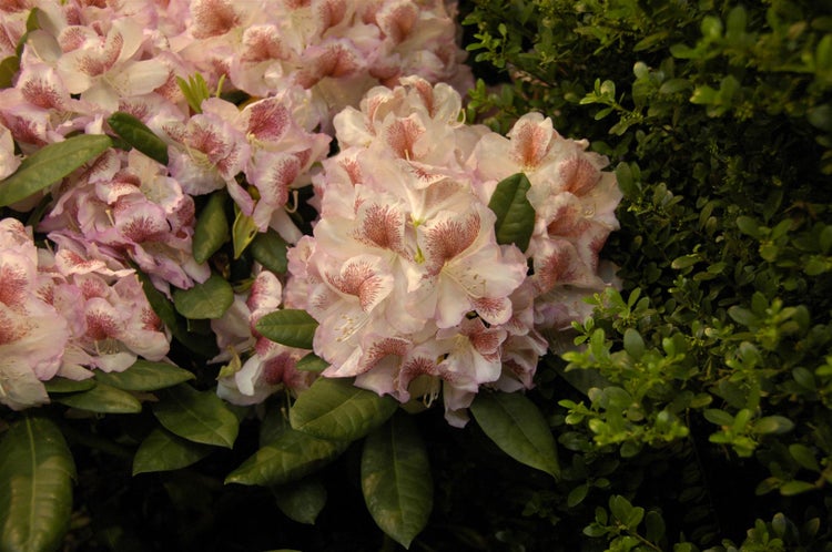 Rhododendron Hybr. 'Belami', Rhododendron, 30–40 cm