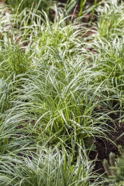 Carex morrowii 'Silver Sceptre', Japan-Segge, grün-weiß, 2 Liter Container