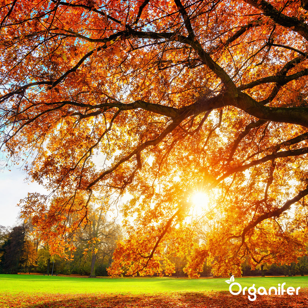 Herbstdünger All-In-One (20x = 400 kg für 8.000 m2) - Organifer