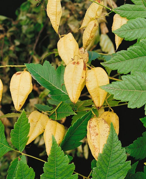 Koelreuteria paniculata 'Fastigiata', Blasenbaum, 150–175 cm