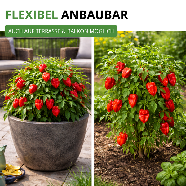 Vergleich einer Paprikapflanze mit roten Früchten im Topf auf einer Terrasse und direkt im Gartenboden angepflanzt.