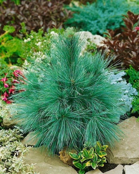 Pinus schwerinii, Kiefern-Hybride, 80–100 cm