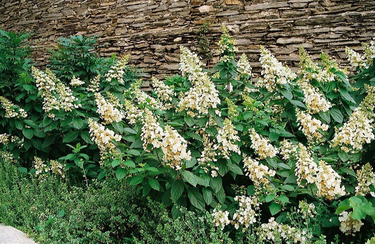 Blühende Rispenhortensie mit weißen, kegelförmigen Blütenständen vor einer Steinmauer im Garten.