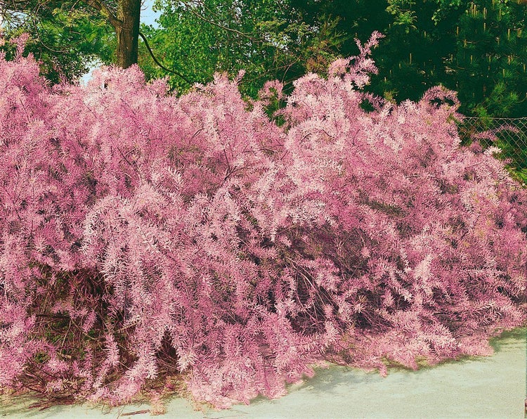 Tamarix parviflora, Rosarote Tamariske, 60–100 cm